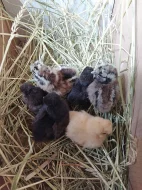 Kuřata Hedvábnička velká