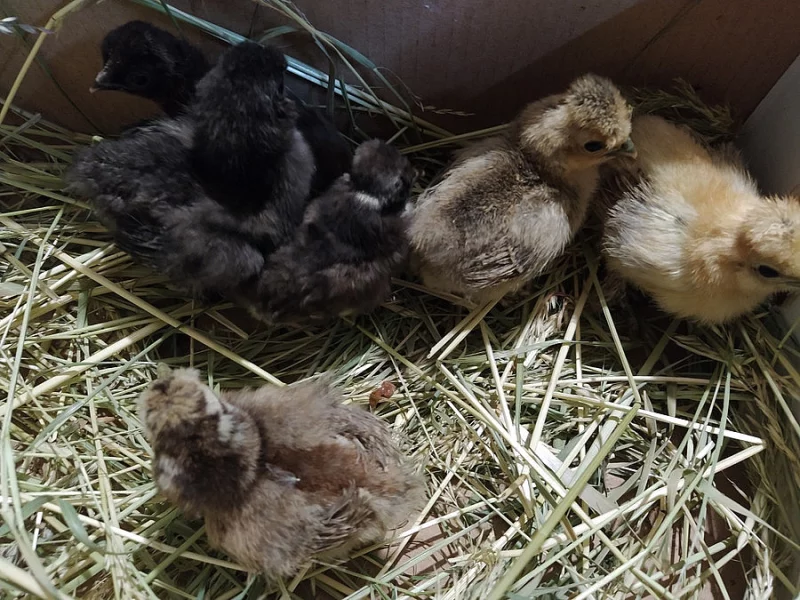 Kuřata Hedvábnička velká