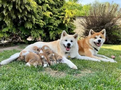 Štěňátko Akita Inu