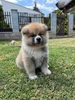 Štěňátko Akita Inu