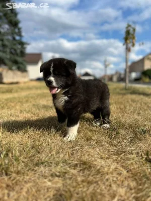 Štěňátko Akita Inu hledá domov