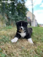 Štěňátko Akita Inu hledá domov