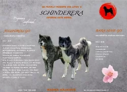 Štěňátko Akita Inu hledá domov