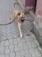 Daruji Maliňáka rok starý