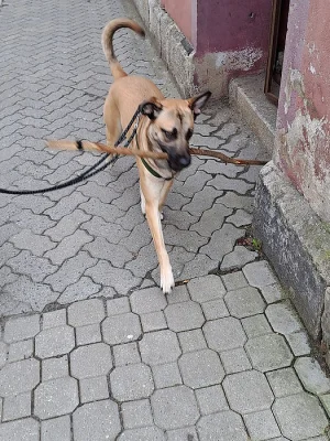 Daruji Maliňáka rok starý