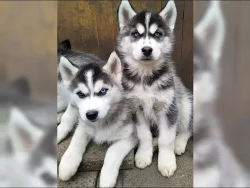 Sibiřský husky – 3 fenky a 3 pejsci s PP k odběru