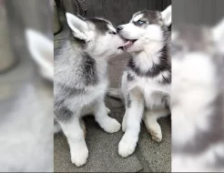 Sibiřský husky – 3 fenky a 3 pejsci s PP k odběru