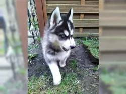Sibiřský husky – 3 fenky a 3 pejsci s PP k odběru