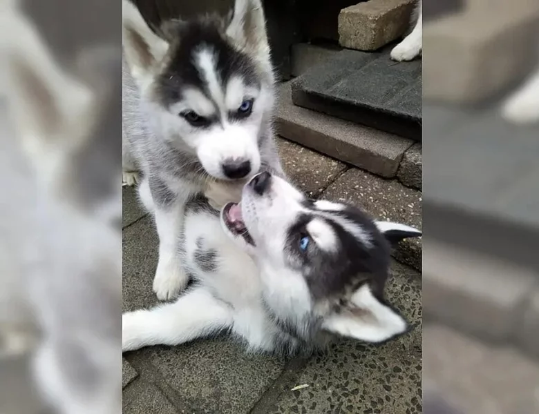 Sibiřský husky – 3 fenky a 3 pejsci s PP k odběru