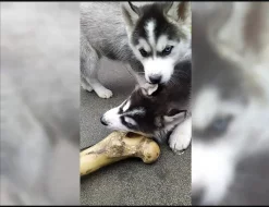 Sibiřský husky – 3 fenky a 3 pejsci s PP k odběru
