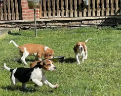 Beagle - štěňátka s PP - ihned k odběru
