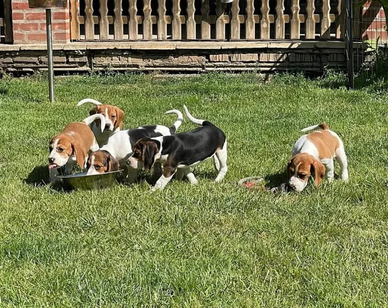 Beagle - štěňátka s PP - ihned k odběru