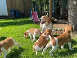 Beagle - štěňátka s PP - ihned k odběru