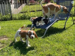Beagle - štěňátka s PP - ihned k odběru
