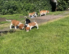 Beagle - štěňátka s PP - ihned k odběru