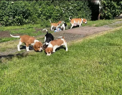 Beagle - štěňátka s PP - ihned k odběru
