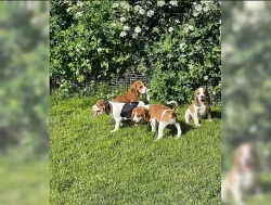 Beagle - štěňátka s PP - ihned k odběru