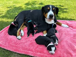 Entlebušský salašnický pes s PP