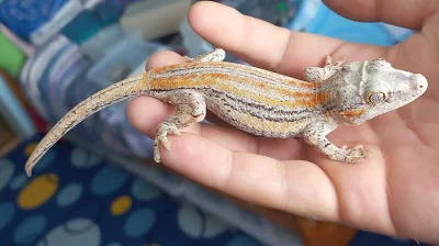 Rhacodactylus auriculatus 1.1