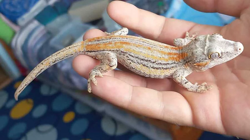 Rhacodactylus auriculatus 1.1