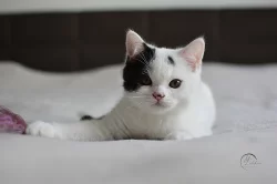 Britská koťátka s s PP