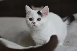 Britská koťátka s s PP