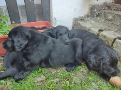 Flat coated retriever