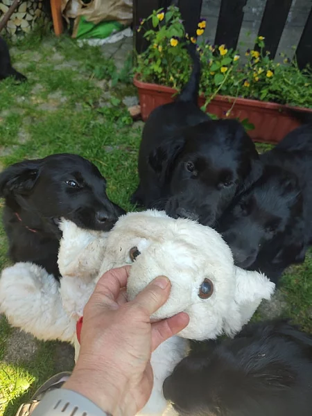 Flat coated retriever