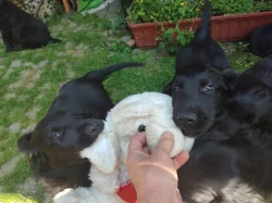 Flat coated retriever