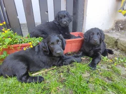Flat coated retriever