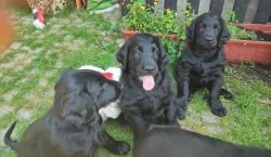 Flat coated retriever