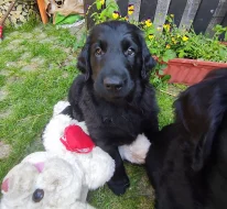 Flat coated retriever