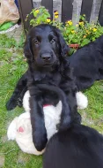 Flat coated retriever