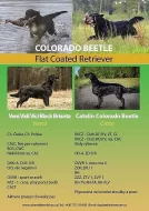 Flat coated retriever
