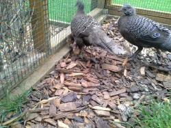 Satyr Temminckův, bažant paví