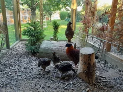 Satyr Temminckův, bažant paví