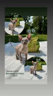 KANADSKÝ SPHYNX S PP
