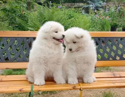 Samojed prodám krásná štěňata s PP