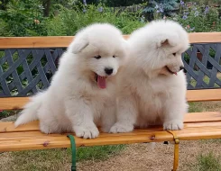 Samojed prodám krásná štěňata s PP