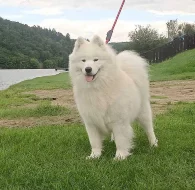 Samojed prodám krásná štěňata s PP