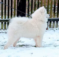 Samojed prodám krásná štěňata s PP