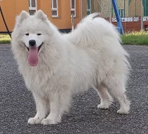 Samojed prodám krásná štěňata s PP