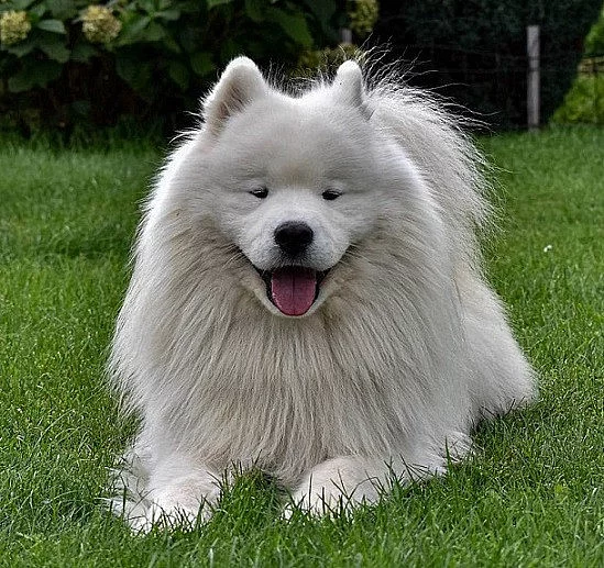 Samojed prodám krásná štěňata s PP