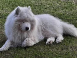 Samojed prodám krásná štěňata s PP