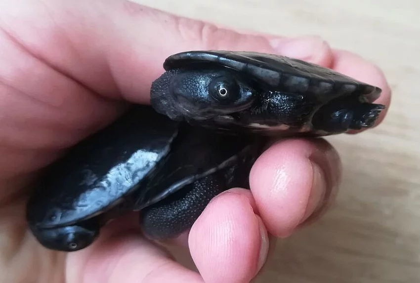 Dlouhokrčky Chelodina reimanni a mccordi