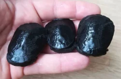 Dlouhokrčky Chelodina reimanni a mccordi