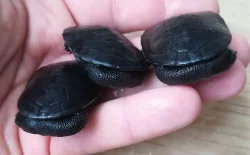 Dlouhokrčky Chelodina reimanni a mccordi