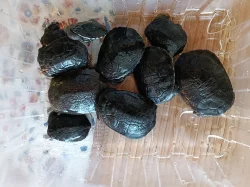 Dlouhokrčky Chelodina reimanni a mccordi