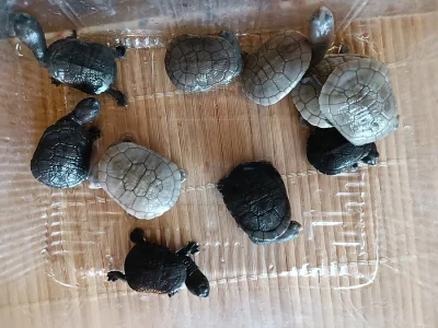 Dlouhokrčky Chelodina reimanni a mccordi
