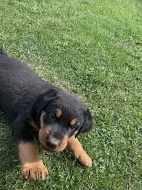 Beauceron - štěňátka s PP